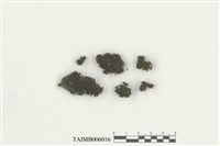 藏品(卷葉溼地苔)的圖片